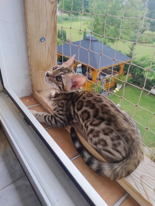 Kocurek  bengalska
