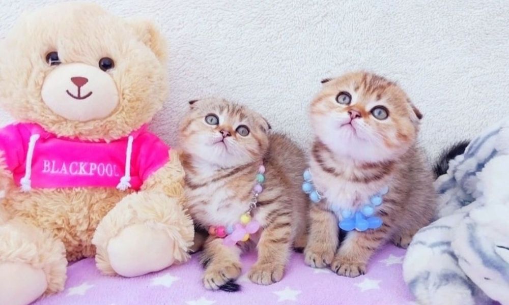 Золоті шиншили кошенята фолдики
