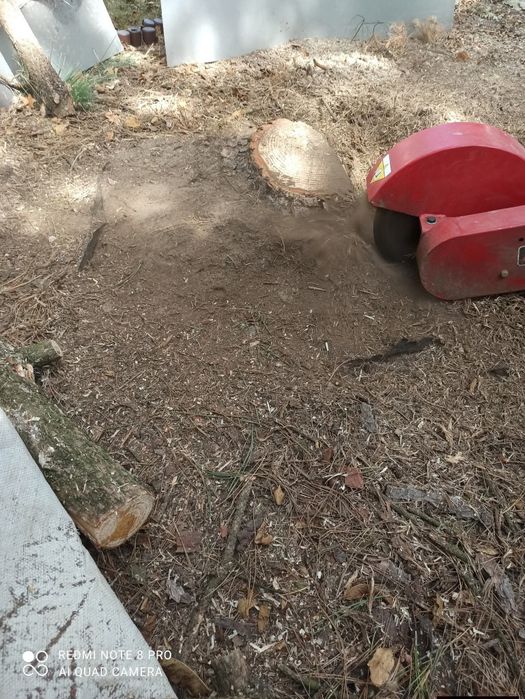 Wycinka drzew/Wyburzenia budynków