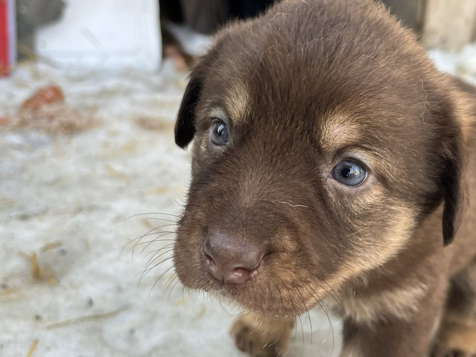Щенки и котята в добрые руки
