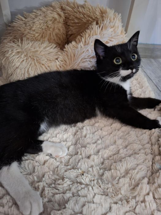 Mały kociak z mrozów