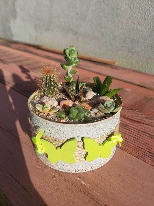 Arranjo de Suculentas