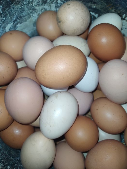 Ovos de galinha caseiros