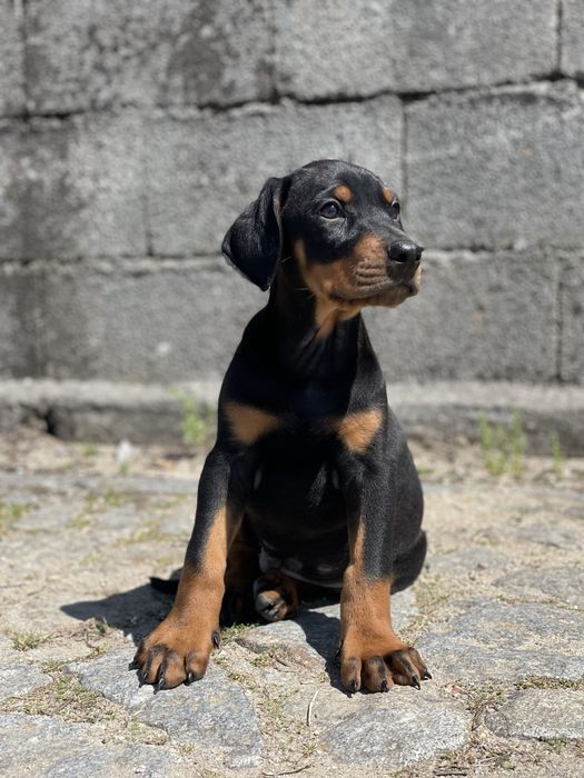 Dobermann cor preta