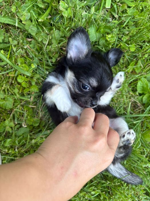 Chihuahua długowłosy piesek