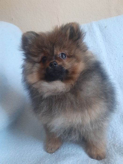 Шпиц 2дівчанки мріють до нової сімьї