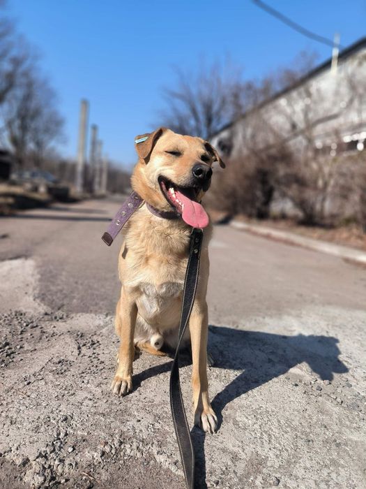 Неймовірний пес для неймовірних людей