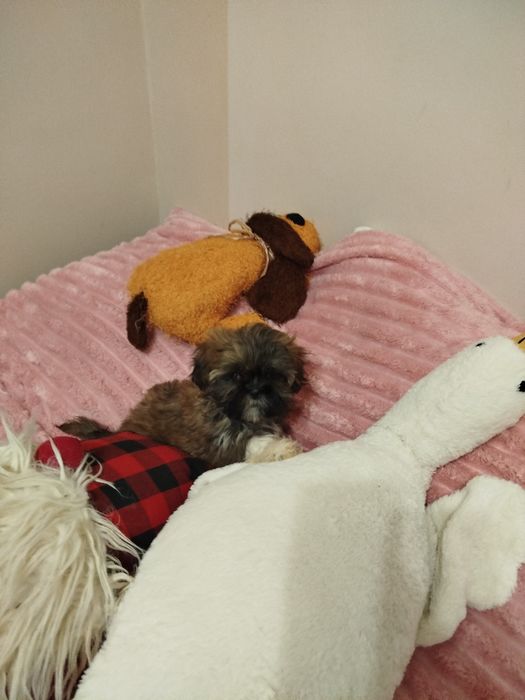 Śliczny piesek Shih TZU