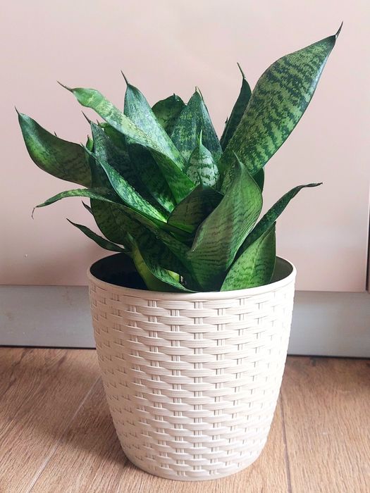 Сансевієрія Ханні в асортименті