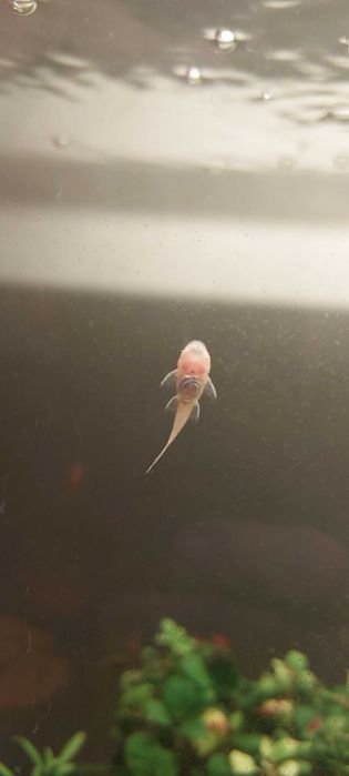 Mlode zbrojniki 3cm