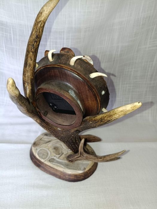 Poroże jelenia zegar trofeum