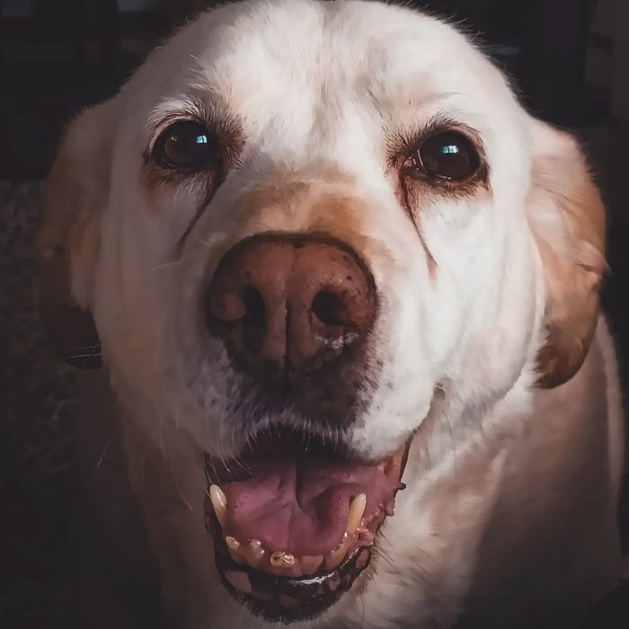 Petsitting & Pet Walking em Braga – com cuidado profissional e dedicação genuína