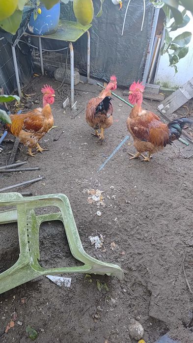 Galos caseiros com excelente porte