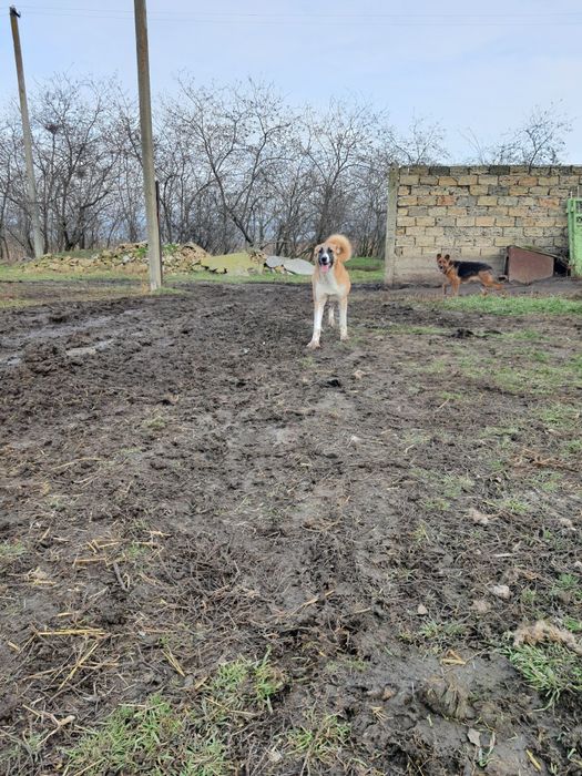 Продам щенки красивие