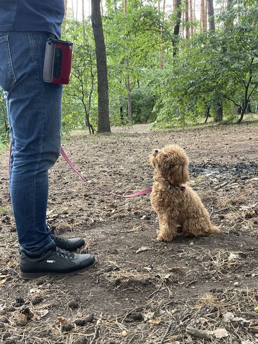 Кінолог, дресирування. Зоопсихолог.