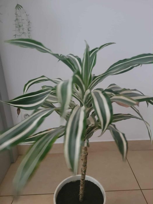Kwiat domowy Dracena dwukolorowy