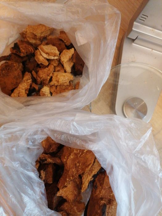 Błyskoporek brzozowy Chaga