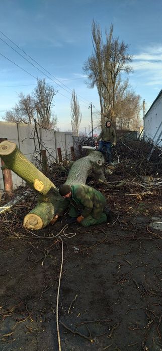 Дрова.Попиляю огромные деревья на вашей территории .пишите ,звоните,