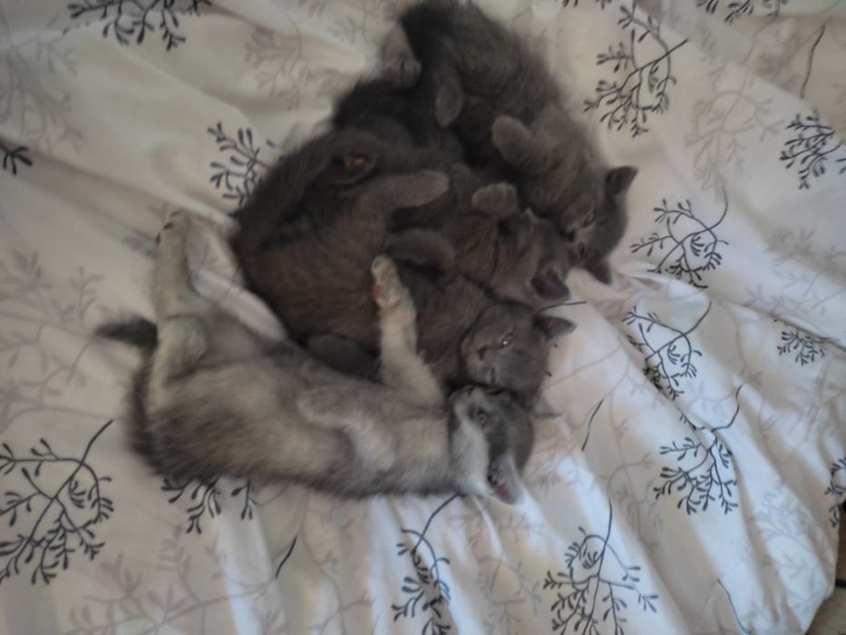 Котики шотландські