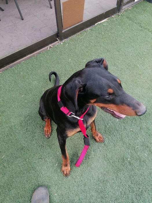 Excelente Cachorra  Doberman
