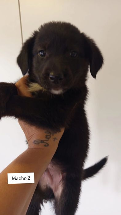 Caezinhos bebés para adopção