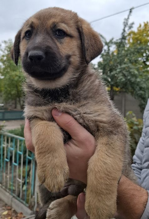 Продам щенков немецкой овчарки