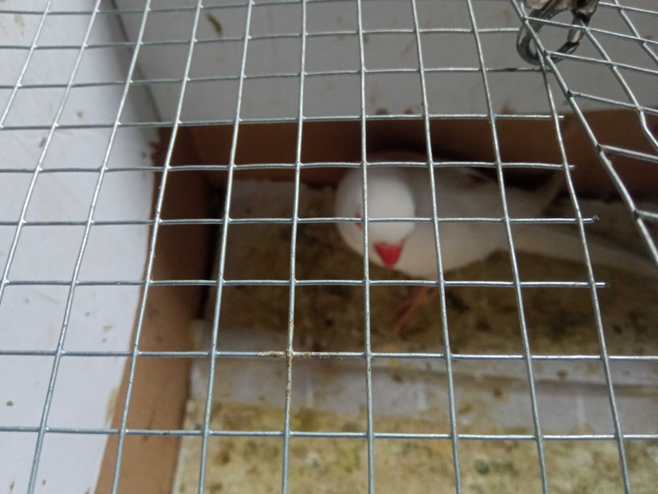 Vendo fêmea rig neck