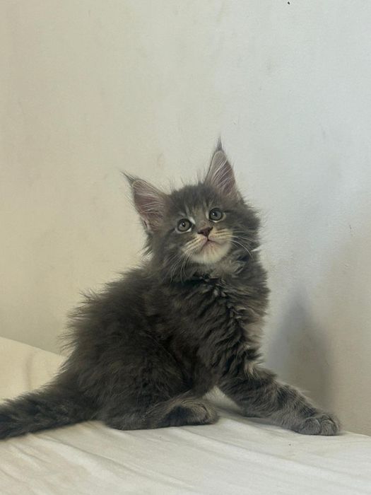 Gatinho  Maine Coon