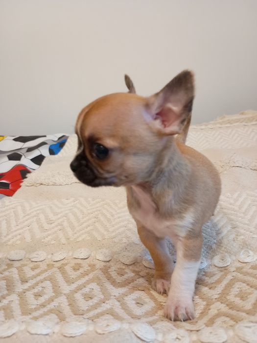 Chihuahua XXS  śliczna dziewczynka