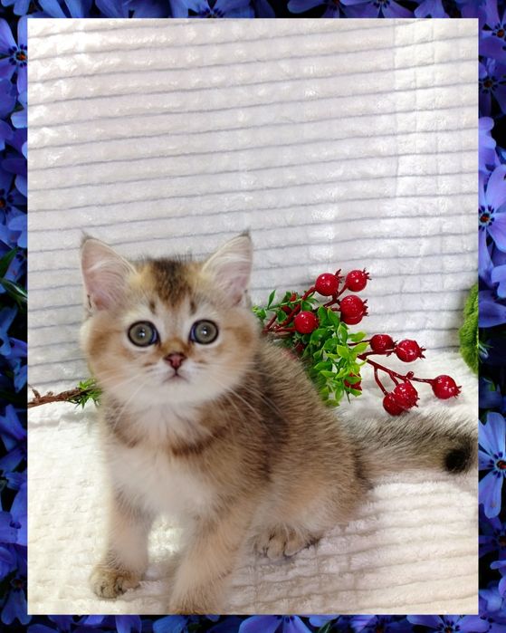 3-Роскошный мальчишка Золотая Шиншилла + Есть ещё  котята