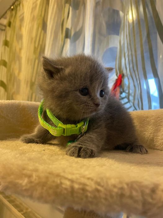 Kocurek brytyjski niebieski piękny zapraszam