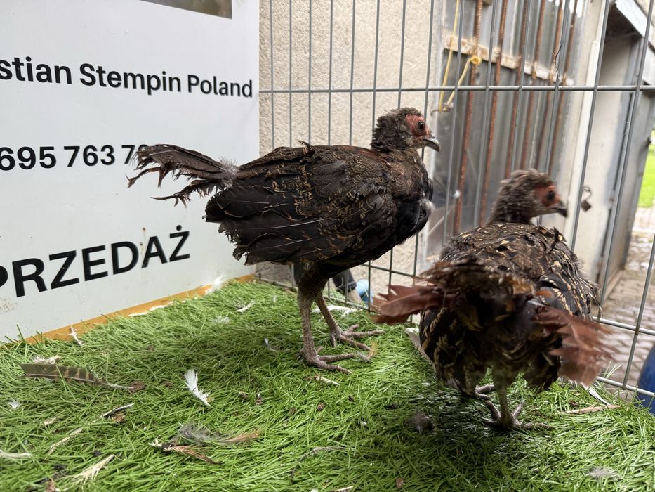 Bażanty. Bażant. Możliwy transport