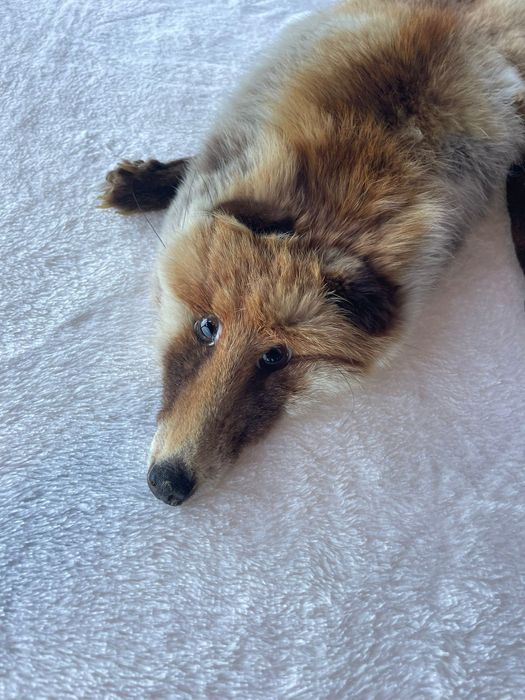 Kołnierz z całego lisa a La prl