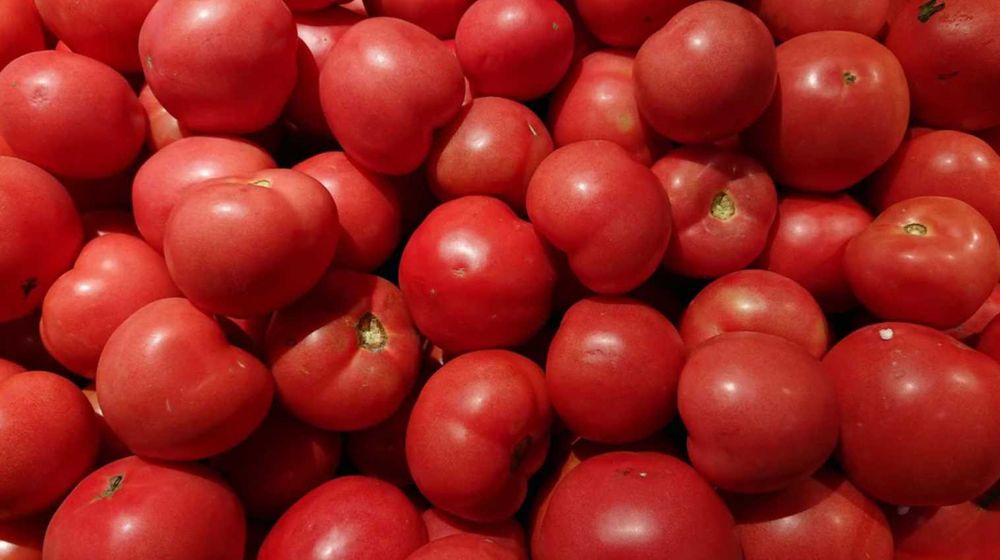 Pimenta Capia, tomates frescos, cenouras