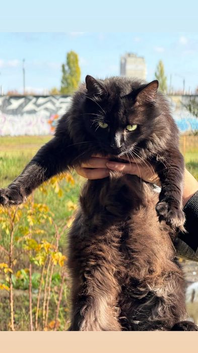 Отдам чёрного пушистого кота