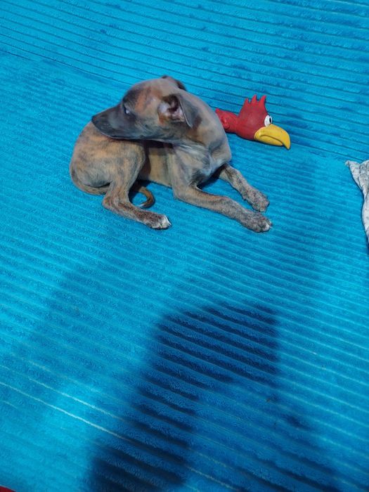 Chart Angielski Whippet piesek