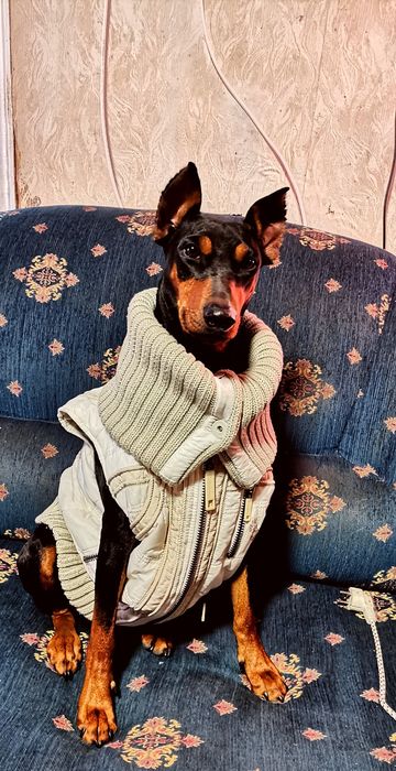 Профессиональный питомник предлагает щенков Немецкого пинчера.