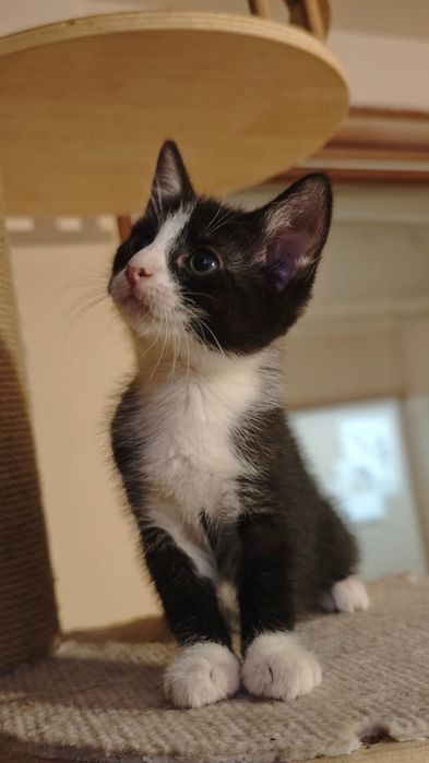 Kociaki cudne do adopcji