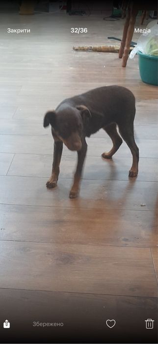 Віддам в добрі руки собачку