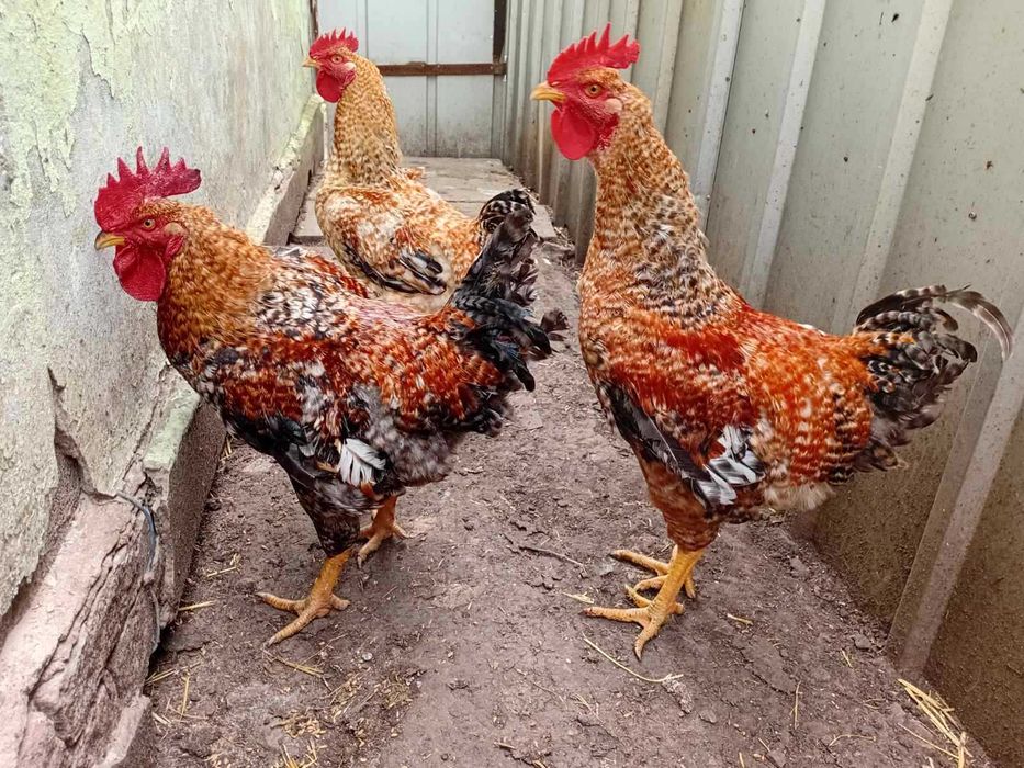 Молодые ПЕТУШКИ, (3,5 месяца).