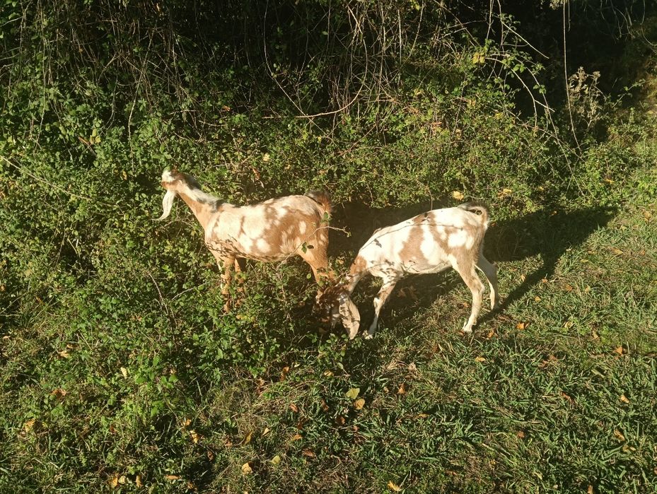 Cabras Anglonubianas