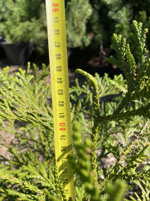 Туєвик долотоподібний, імператорське дерево