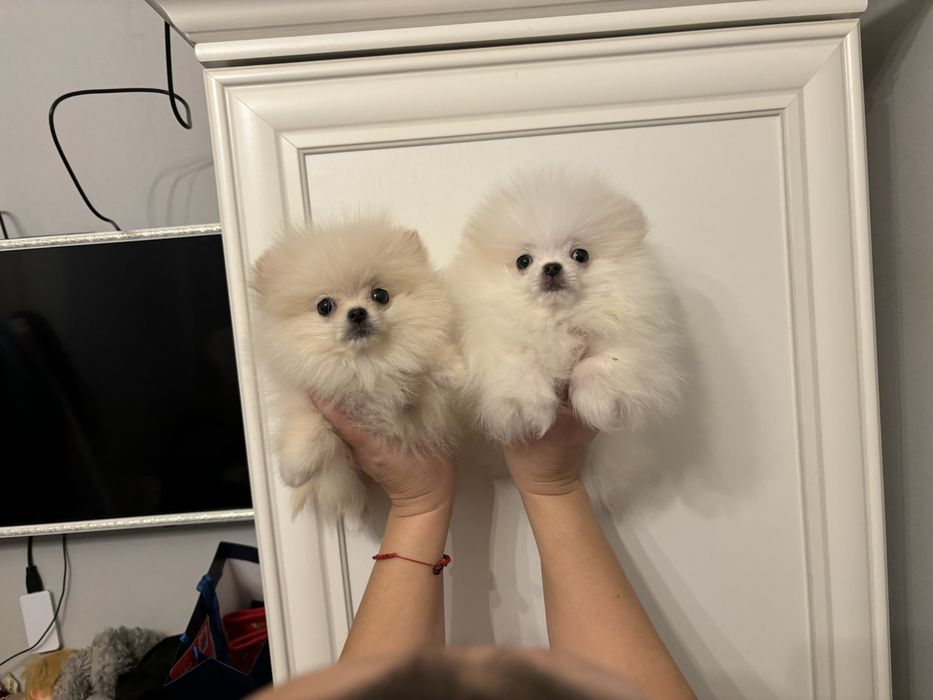 Міні дітки померанчики