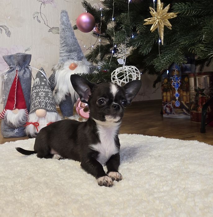 Фантастичні красунчики міні чихуахуа.