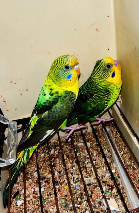 Casal de asas negras pronto a criar aves top