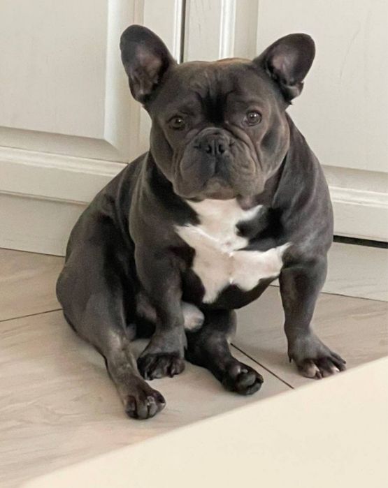 Элитные щенки французского бульдога