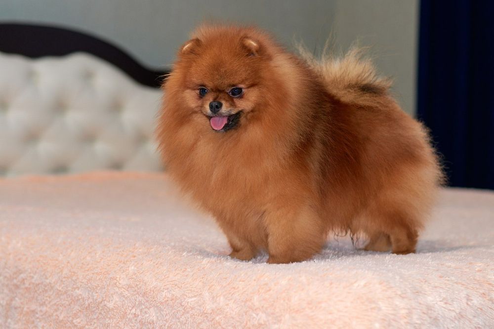 В'язка померанского шпіца оранж