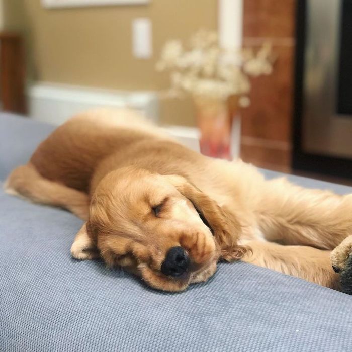 Англійські кокери — цуценята, що дарують радість