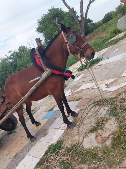 Para venda aceito troca