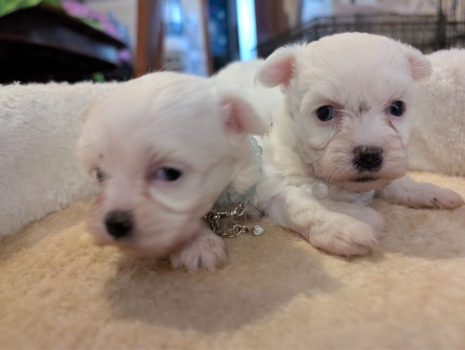 Bichon maltes excelente top femea